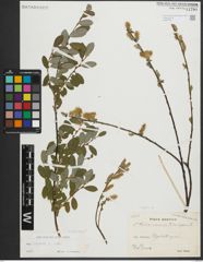 Foto von Salix repens subsp. repens L.